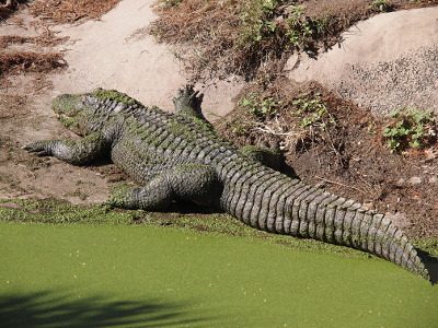[Alligator, facing away from the camera, is completely exposed as it lies beside the water. The tail is comprised of many segments and looks as if it would strech like an accordian.]